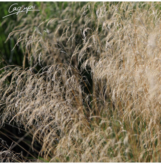 Щучник дернистий 'Bronzeschleier'