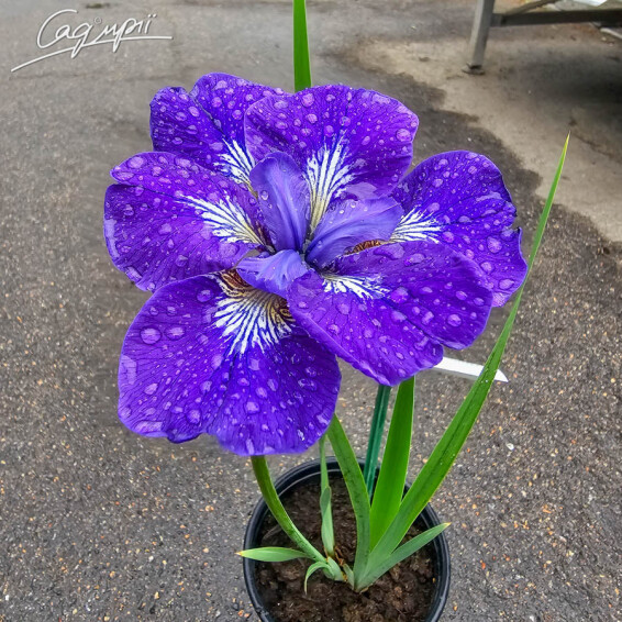 Ирис сибирский 'I see stars' - 1 Ирис сибирский 'I see stars' - 1