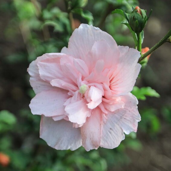 Гибискус сирийский 'Pink Chiffon' #1, p9 - - 1