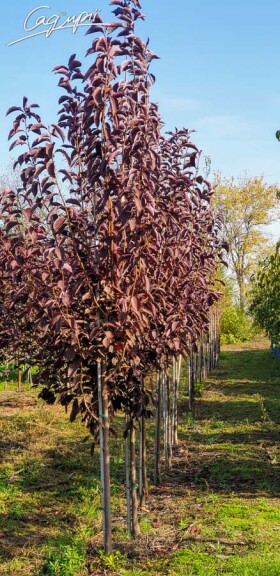 Черёмуха виргинская ‘Canada Red’ #1, WRB 25--30 500+ St. 1/2 - 1 Черёмуха виргинская ‘Canada Red’ #1, WRB 25--30 500+ St. 1/2 - 1
