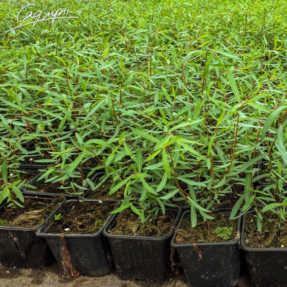 Верба пурпурна 'Nana' - 3