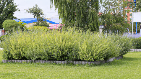 НОВАЯ АКЦИЯ на растения для сада природного стиля