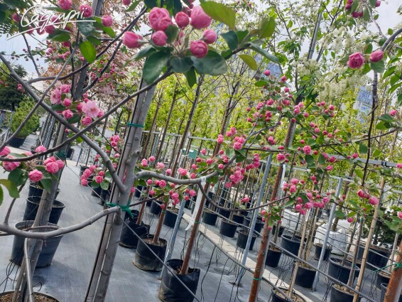 Яблуня 'Brandy Wine' #1, C60 12--14 250-300 St. 1/2 - 5