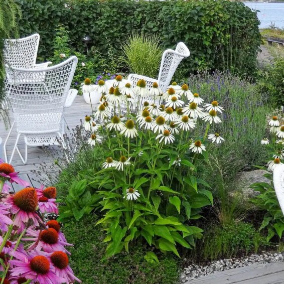 Ехінацея пурпурна 'White Swan' #1, С1 - - 6
