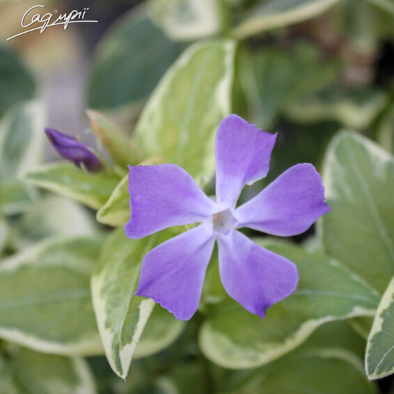 Барвінок великий 'Variegata' - 2 Барвінок великий 'Variegata' - 2