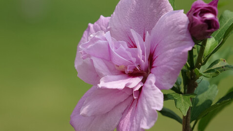 Гибискус сирийский - нежное очарование Вашего сада