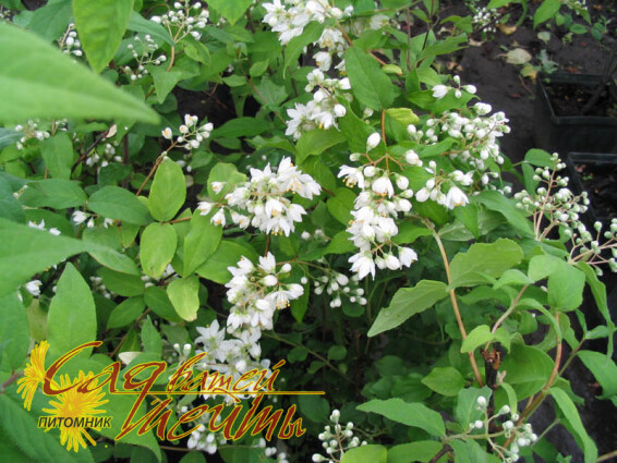 Дейція шорстка - 1