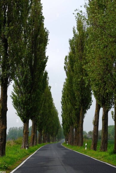 Тополя чорна 'Italica' - 8 Тополя чорна 'Italica' - 8