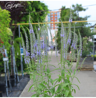 Вероніка довголиста