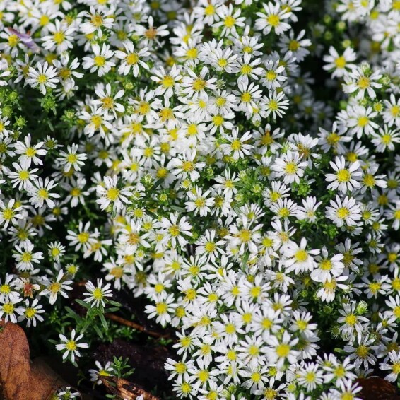Астра вересковая 'Snow Flurry' - 6