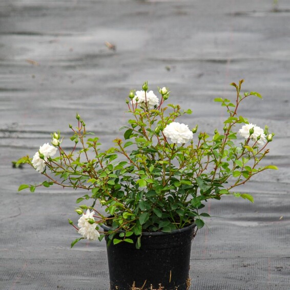 Троянда бордюрна 'White Fairy' #1, С3 - - 2