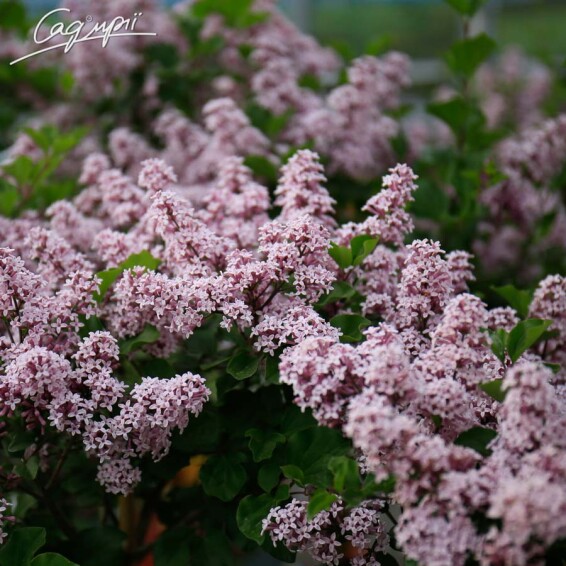 Бузок Мейера 'Palibin' - 1