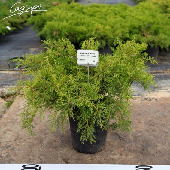 Можжевельник средний 'Pfitzeriana Compacta' - 4