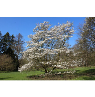 Магнолія кобус