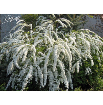 Спирея пепельная 'Grefsheim' Солитер