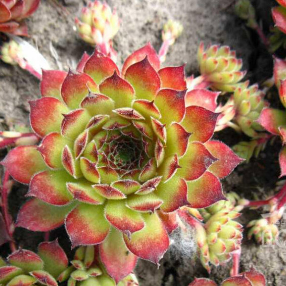 Молодило кровельное 'Bicolor' - 1