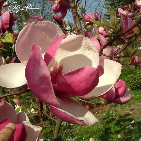 Магнолия Суланжа 'Rustica Rubra' - 2