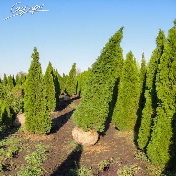 Туя західна 'Smaragd' #1, WRB - 250-300 - - 9