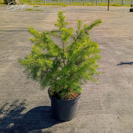 Ялина сербська - 6