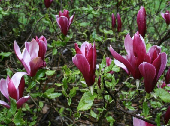 Магнолія лілієквіткова 'Nigra' - 1