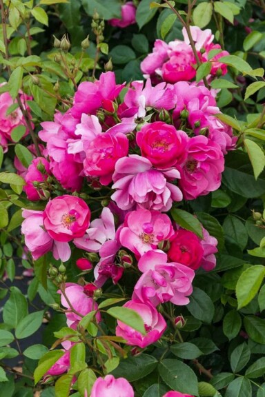 Троянда бордюрна 'Angela' - 9