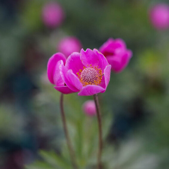 Анемона гибридная 'Spring Beauty Pink®' - 2