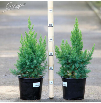 Можжевельник китайский 'Monarch'
