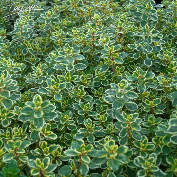 Чебрець 'Variegata' - 2