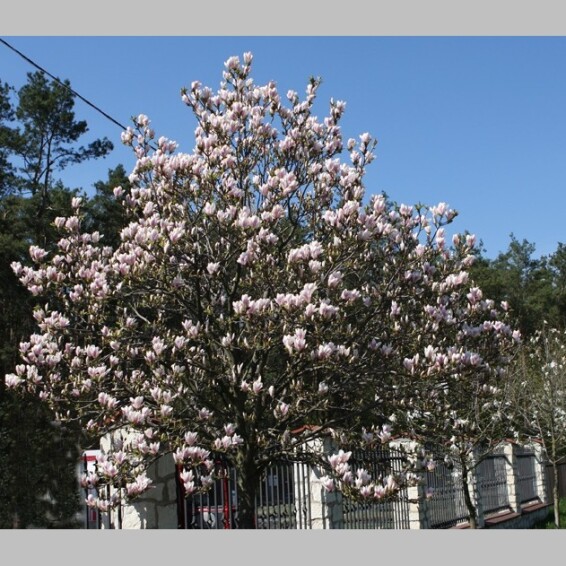 Магнолія Суланжа 'Alexandrina' - 2