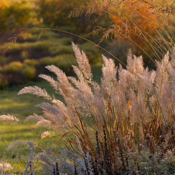 Вейник бриллиантовый (короткохохолковый) - 1 Вейник бриллиантовый (короткохохолковый) - 1