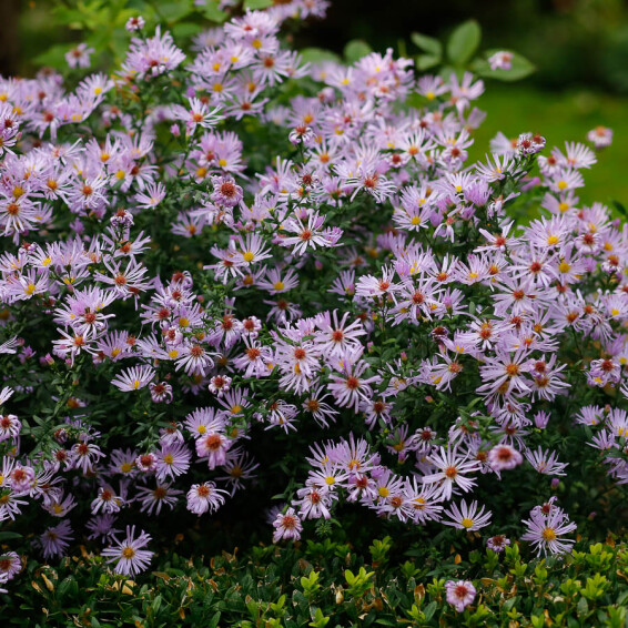 Астра кустарниковая 'Anneke' #3, C2 - - 7 Астра кустарниковая 'Anneke' #3, C2 - - 7