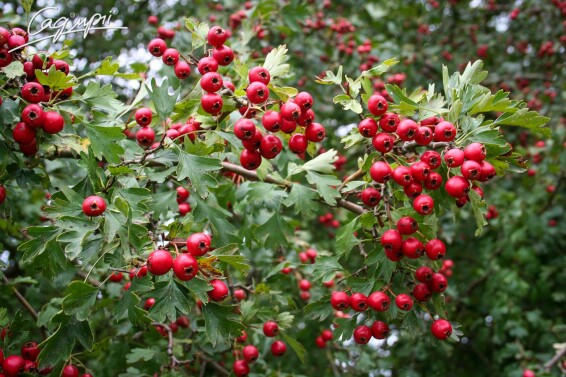 Глід сливолистий 'Splendens' #6, WRB 20--25 400-450 St. 160-180 - 3 Глід сливолистий 'Splendens' #6, WRB 20--25 400-450 St. 160-180 - 3