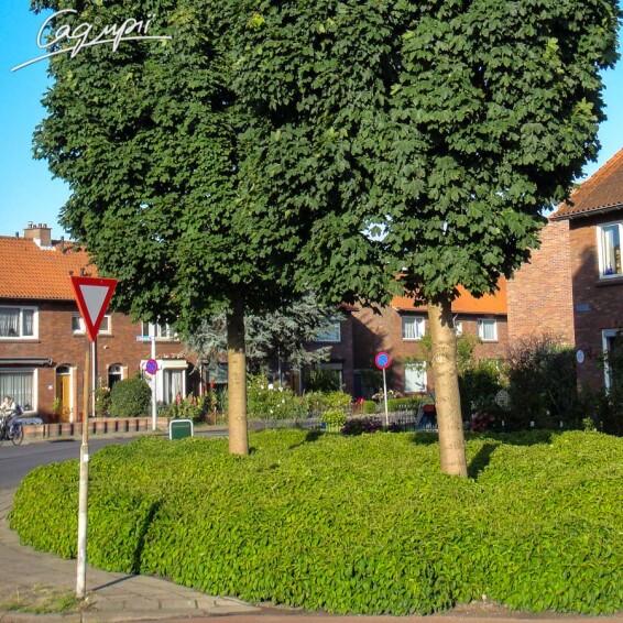 Дерен паростковий 'Kelsey's Dwarf' - 1