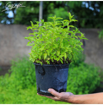 Мята швейцарская