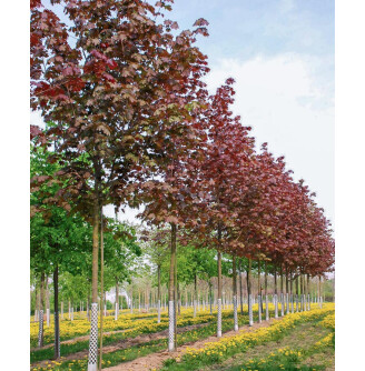 Клен гостролистий 'Deborah'