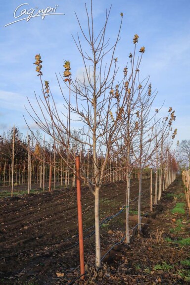 Клен красный - 3