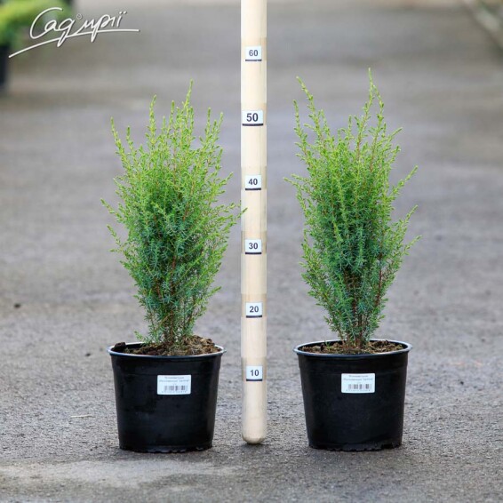 Ялівець звичайний 'Sentinel' - 2