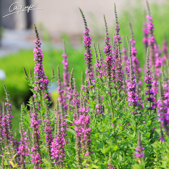 Дербенник иволистный - 2