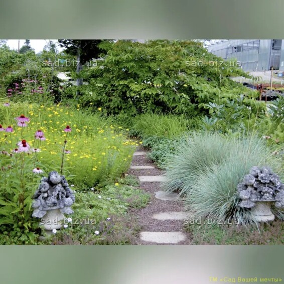 Вівсюнець вічнозелений 'Saphirsprudel' - 3 Вівсюнець вічнозелений 'Saphirsprudel' - 3