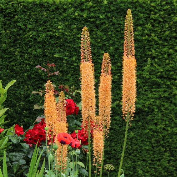 Эремурус 'Cleopatra' - 6