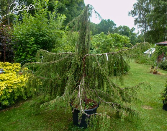 Можжевельник обыкновенный 'Horstmann' - 1
