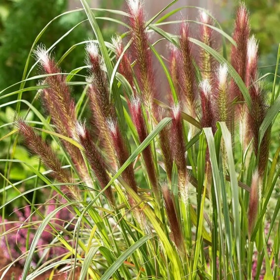 Перистощетинник лисохвостный 'Red head' #1, С1 - - 3