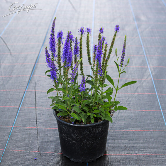 Вероника колосковая 'Baby Blue' - 2