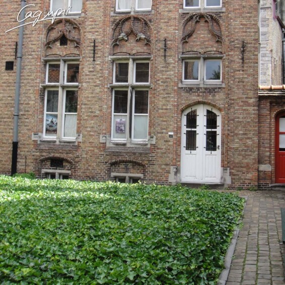 Плющ звичайний 'Hibernica' - 2