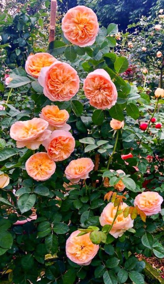 Роза чайно-гибридная 'Juliet' - 7 Роза чайно-гибридная 'Juliet' - 7