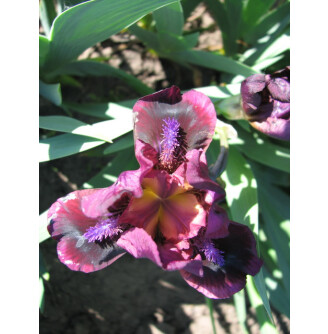 Ирис карликовый 'Pumpin' Iron'