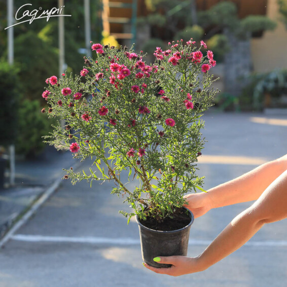 Астра новобельгийская 'Royal Ruby'#2, C2 - - 1