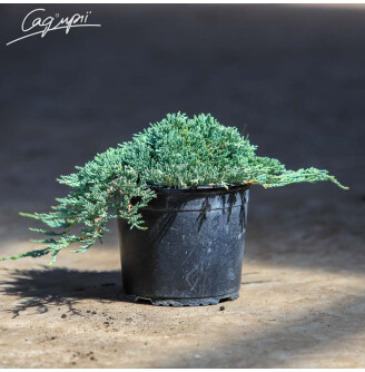 Можжевельник горизонтальный 'Monber'