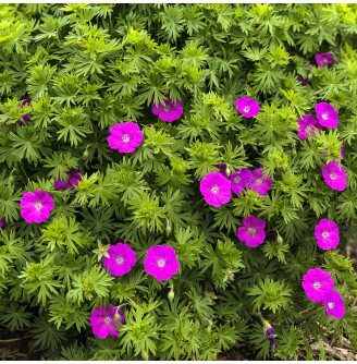 Герань криваво-червона 'New Hampshire Purple'