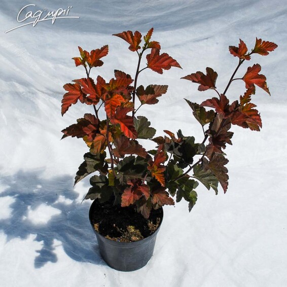 Пухироплідник калинолистний 'Diabolo' ® - 5 Пухироплідник калинолистний 'Diabolo' ® - 5